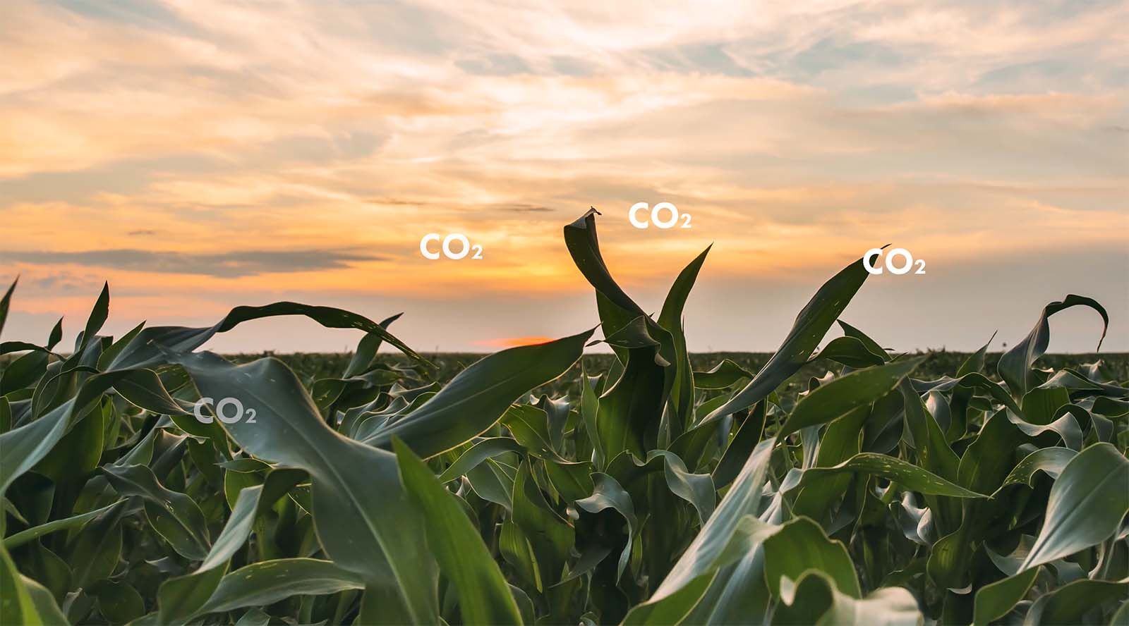 Net-zero bioethanol made from plants